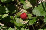 Indian strawberry